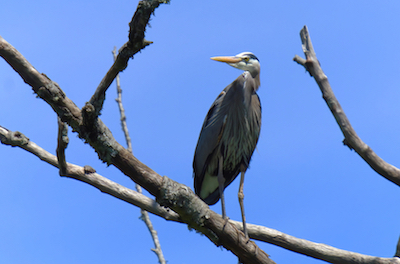 Heron Tree